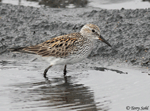 White-rumped Sandpiper - Calidris fuscicollis
