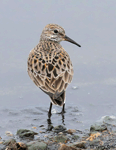 White-rumped Sandpiper - Calidris fuscicollis