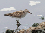 White-rumped Sandpiper - Calidris fuscicollis