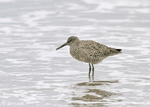 Willet - Catoptrophorus semipalmatus