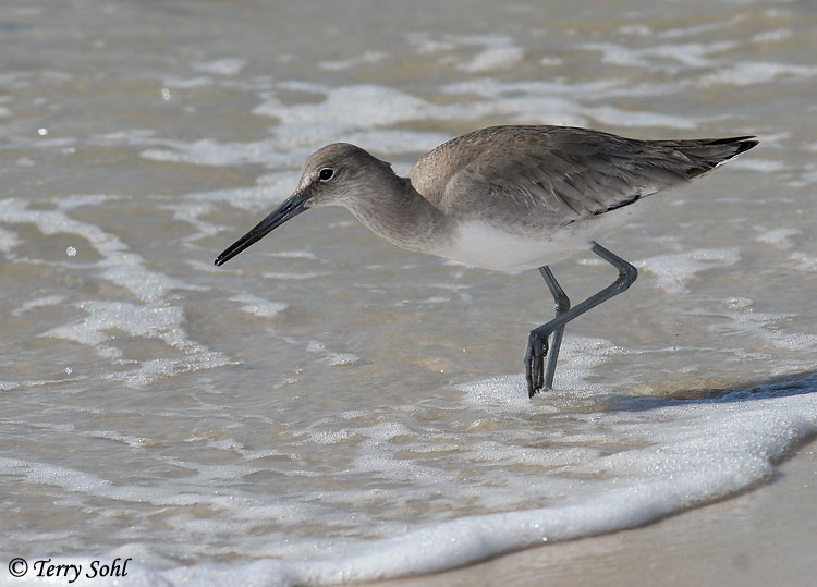 Willet - Catoptrophorus semipalmatus