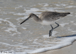 Willet - Catoptrophorus semipalmatus