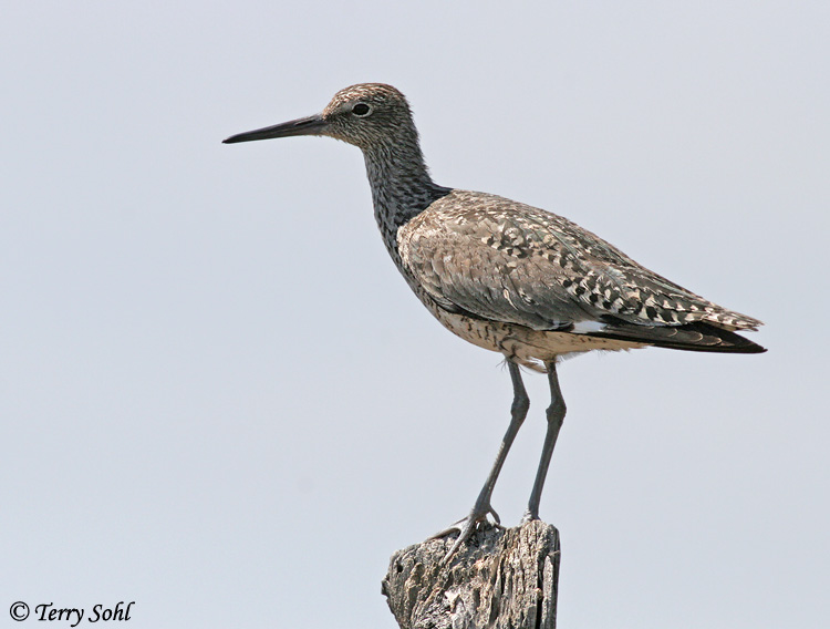 Willet - Catoptrophorus semipalmatus