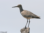 Willet - Catoptrophorus semipalmatus