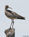 Willet - Catoptrophorus semipalmatus