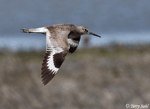 Willet - Catoptrophorus semipalmatus