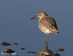 Willet - Catoptrophorus semipalmatus