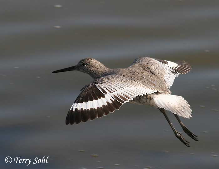 Willet - Catoptrophorus semipalmatus