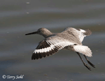 Willet - Catoptrophorus semipalmatus