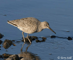 Willet - Catoptrophorus semipalmatus