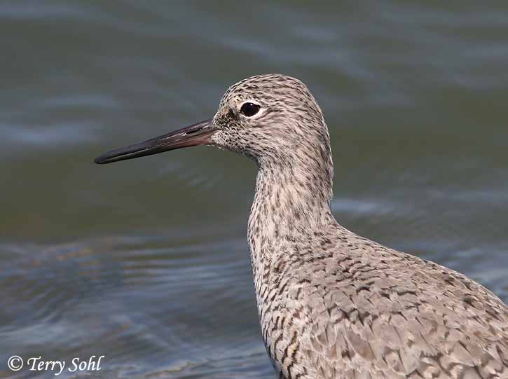Willet - Catoptrophorus semipalmatus