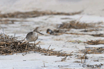 Willet - Catoptrophorus semipalmatus