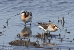 Wilson's Phalarope 10 - Phalaropus tricolor