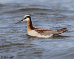 Wilson's Phalarope 13 - Phalaropus tricolor