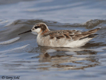 Wilson's Phalarope 15 - Phalaropus tricolor