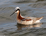 Wilson's Phalarope 23 - Phalaropus tricolor