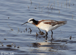 Wilson's Phalarope 8 - Phalaropus tricolor