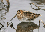 Wilson's Snipe - Gallinago delicata
