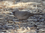 Abert's Towhee - Pipilo aberti