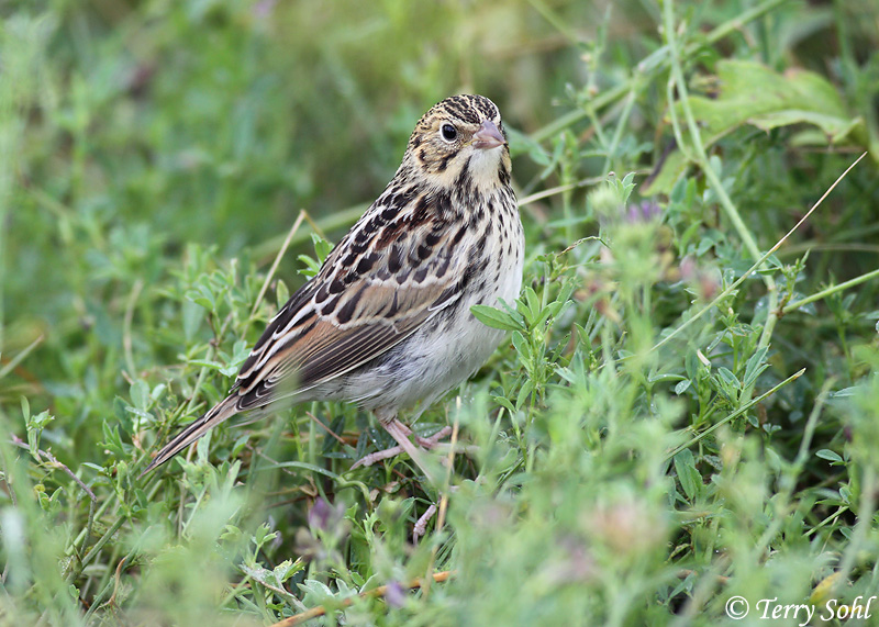 Baird's Sparrow - Ammodramus bairdii