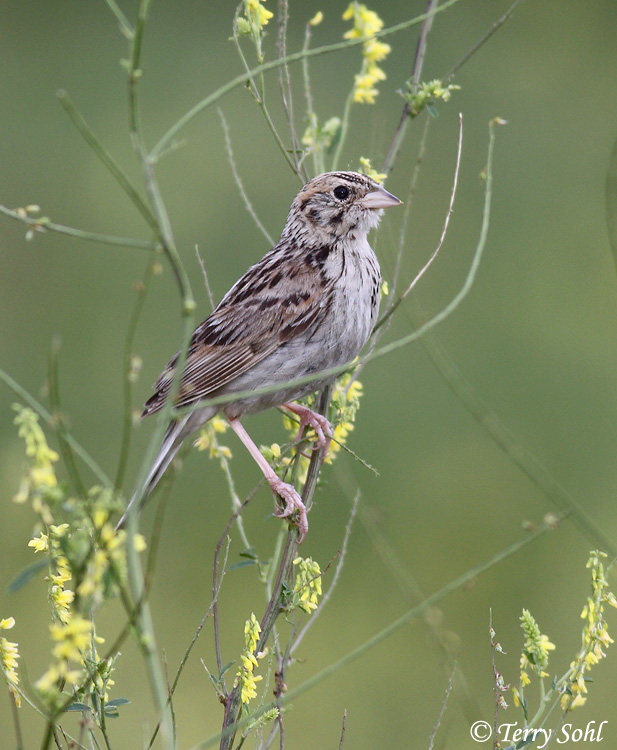 Baird's Sparrow - Ammodramus bairdii