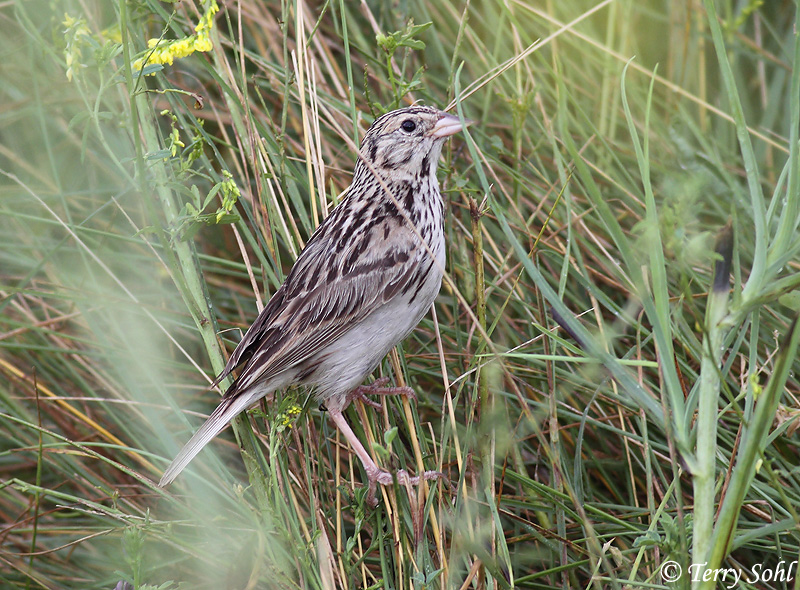 Baird's Sparrow - Ammodramus bairdii