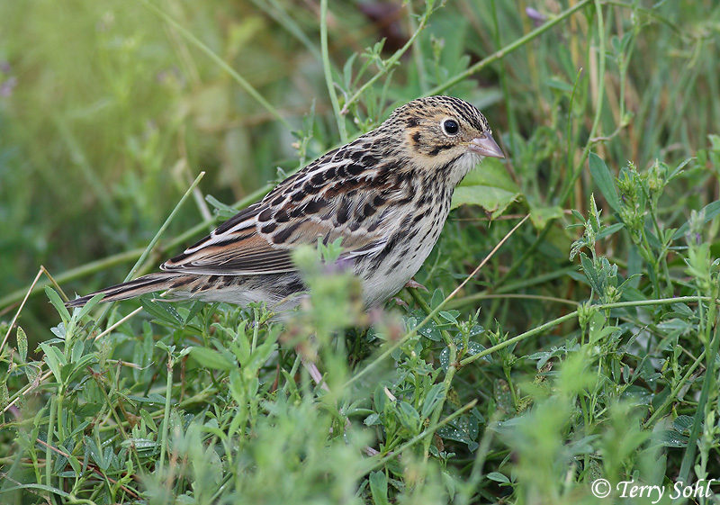 Baird's Sparrow - Ammodramus bairdii