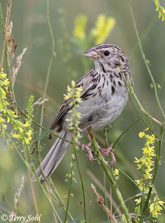 Baird's Sparrow - Ammodramus bairdii