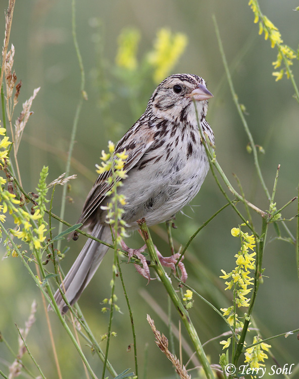 Baird's Sparrow - Ammodramus bairdii