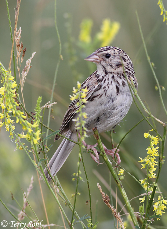 Baird's Sparrow - Ammodramus bairdii