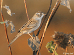 Brewer's Sparrow 1 - Spizella breweri