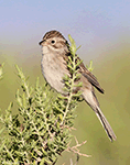 Brewer's Sparrow 2 - Spizella breweri