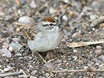 Chipping Sparrow 16 - Spizella passerina