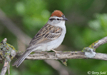 Chipping Sparrow 1 - Spizella passerina