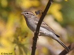 Chipping Sparrow 8 - Spizella passerina