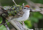 Chipping Sparrow 9 - Spizella passerina