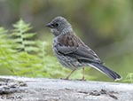 Dark-eyed Junco photo 17