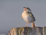 Grasshopper Sparrow 1 - Ammodramus savannarum