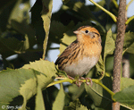 LeConte's Sparrow 12 - Ammodramus leconteii