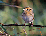 LeConte's Sparrow 36 - Ammodramus leconteii
