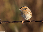 LeConte's Sparrow 37 - Ammodramus leconteii