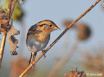 LeConte's Sparrow 7 - Ammodramus leconteii