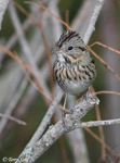 Lincoln's Sparrow 10 - Melospiza lincolnii
