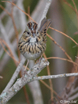 Lincoln's Sparrow 11 - Melospiza lincolnii