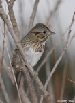 Lincoln's Sparrow 13 - Melospiza lincolnii