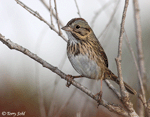 Lincoln's Sparrow 14 - Melospiza lincolnii