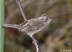 Lincoln's Sparrow 15 - Melospiza lincolnii