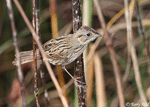 Lincoln's Sparrow 16 - Melospiza lincolnii