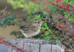 Lincoln's Sparrow 1 - Melospiza lincolnii