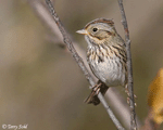 Lincoln's Sparrow 2 - Melospiza lincolnii